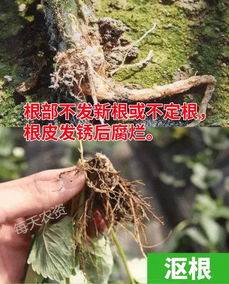 浇根？行不行啊？