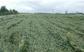 小麦喷药，天气状况影响！