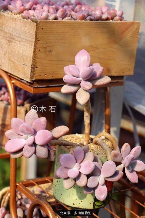 生日玫瑰花图片选哪款？这些美图别错过