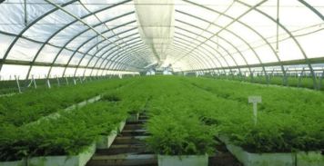 冬春季节,如何在大棚内种植蒜苗