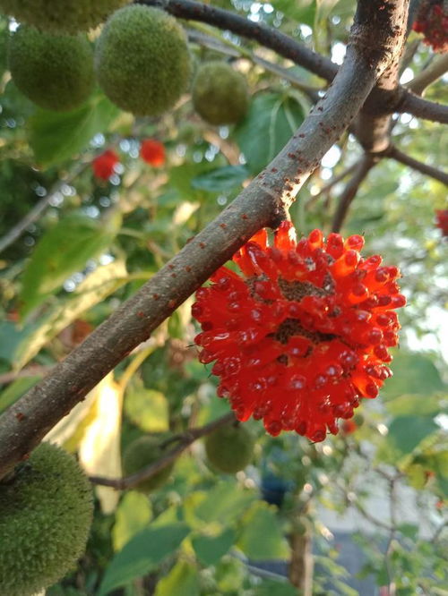 Q：超市卖的苍耳子为啥比我摘的大两圈？