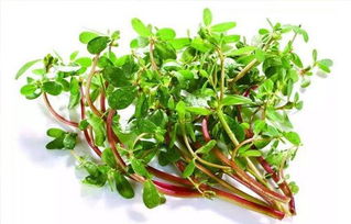 罗勒菜种植时间揭秘：上海地区的种植秘籍！