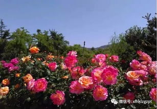 月季花开， 莱州迎来一年一度花节