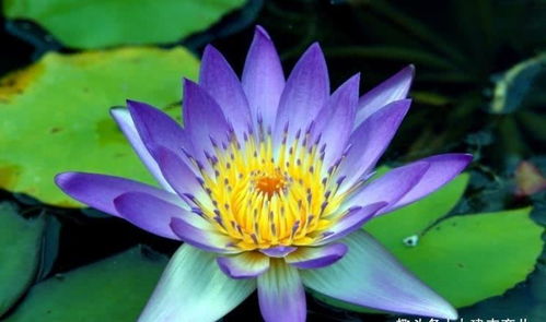 金丝荷花与普通荷花的差异