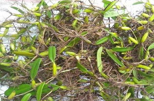 这草药怎么用呢？