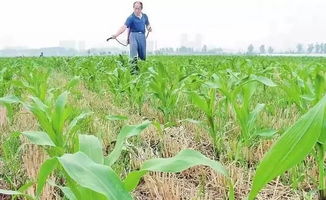 玉米苗后除草剂使用， 吸收与气温湿度挂钩