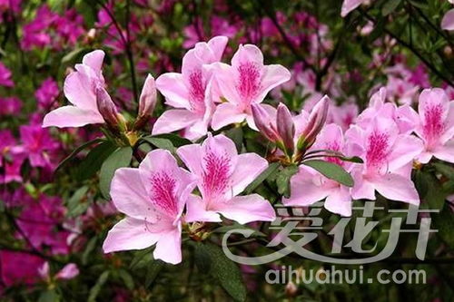 园林中的小确幸