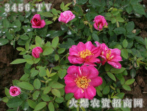 缺点？有吗？我怎么没kan见！