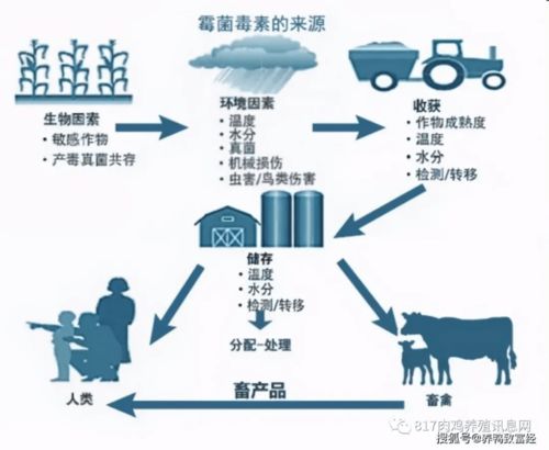 饲料霉菌毒素生物降解技术