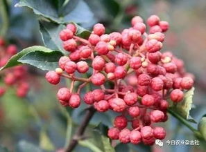 再说说我们要Zuo好清洁工作。