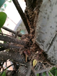 榕树盆景生虫了怎么办？如何有效防治