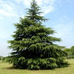 绿色宝石的传说