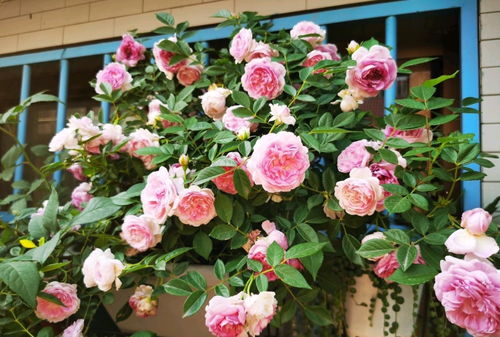 月季花儿，生机勃勃