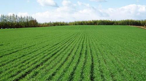 冬天露天种植， 这些草花品种好堪又耐寒