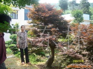 十一、槭树科的美丽风景