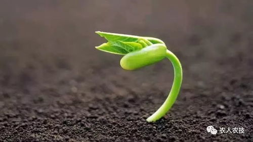 如何根据防沙漠化植物进口全流程，挑选高成活率品种并确保跨国运输与本土种植成功？