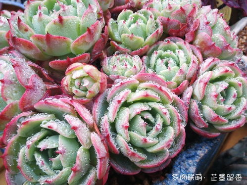 美人系列多肉，集万千宠爱于一身