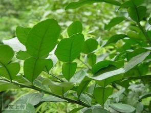 小叶榕是单叶还是复叶植物，这种植物该如何进行正确的养护呢
