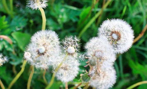 燕麦孢囊线虫病：一种侵害燕麦根系