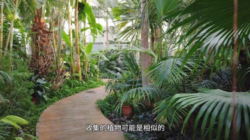 神秘大戟科植物，农业新宠