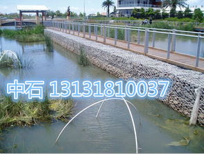 河道护坡选草大揭秘：省成本又防洪