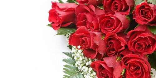 玫瑰花与茶水的奇妙结合