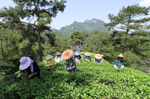 采摘技巧，学问大