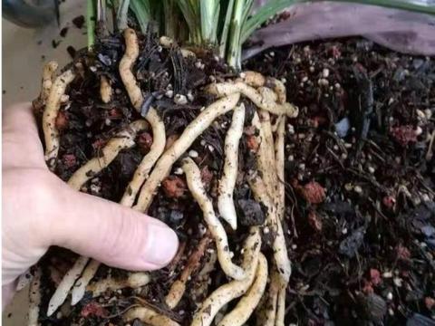 兰花怎么养才能开花？教你几招