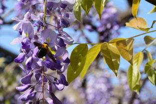 紫藤花的价格与时间的关系