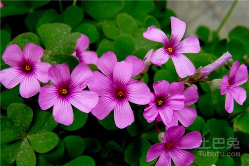 红花酢浆草：可爱的小红帽