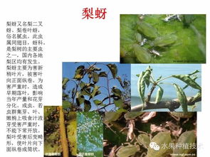农药选哪个，真是让人头疼