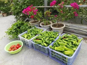 二、常见蔬菜种植分享