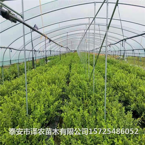 保定苗木基地：河北省的著名苗木产地