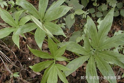 半夏不发芽的困惑