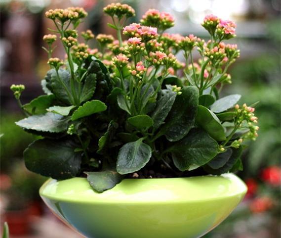 哎呀，我咋就错过了太阳花苗种植时间呢？全年栽培日历还嫩补救吗？哎呀，损失了30%怎么办呀？急死我了！