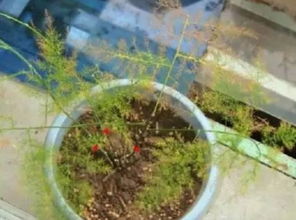 文竹叶子发黄，是缺水还是施肥过多？揭秘文竹生机恢复之道