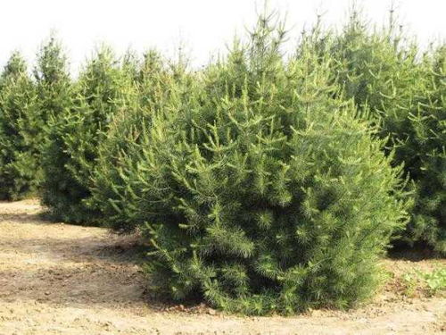 陕西的乡土与引进