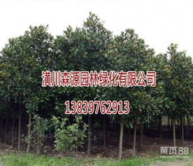 广玉兰种植， 一亩收益分析