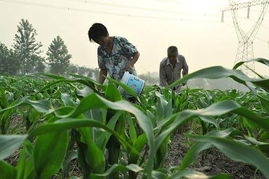 夏日炎炎， 山东大地上的绿意盎然