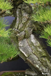 黑松树干伤口溢脂，该怎么办呢？