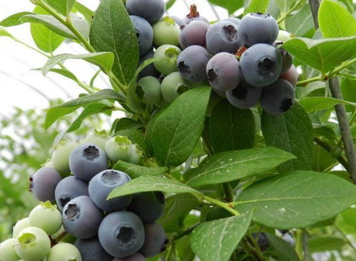 山竹的生长奥秘