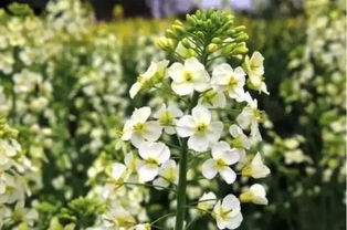 二、 长沙适合种植的花卉品种