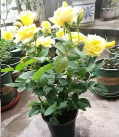 月季的缓盆方法