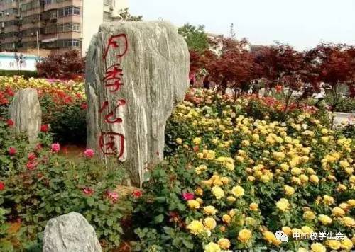 月季园的诞生与成长