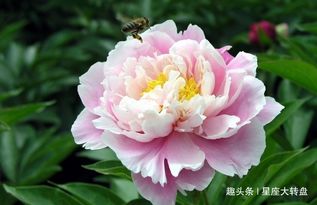 芍药，爱情的使者
