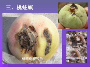 玫瑰花常见的病虫害有哪些？新手如何有效防治