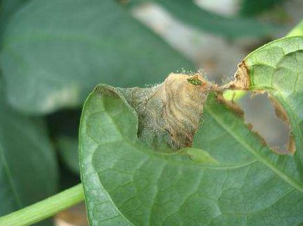 菜豆灰霉病症状及防治