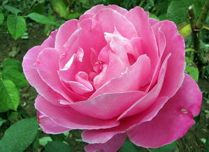 月季花：美丽与药用价值的双重魅力