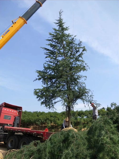 南京16公分雪松的价格之谜