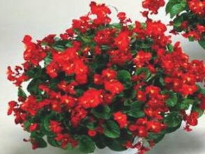 草本花卉里的绿洲——虎尾兰